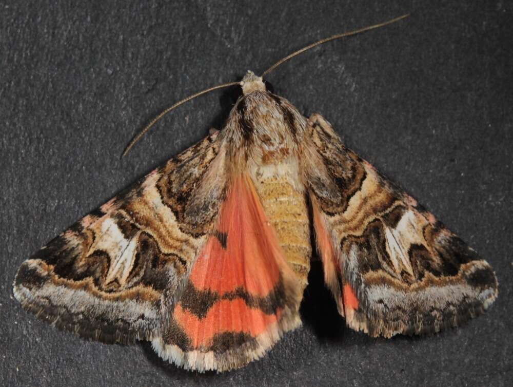 Image of Drasteria mirifica H. Edwards 1878