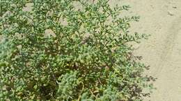 Image of Tetraena hamiensis var. qatarensis (Hadidi) Alzahrani & Albokhari