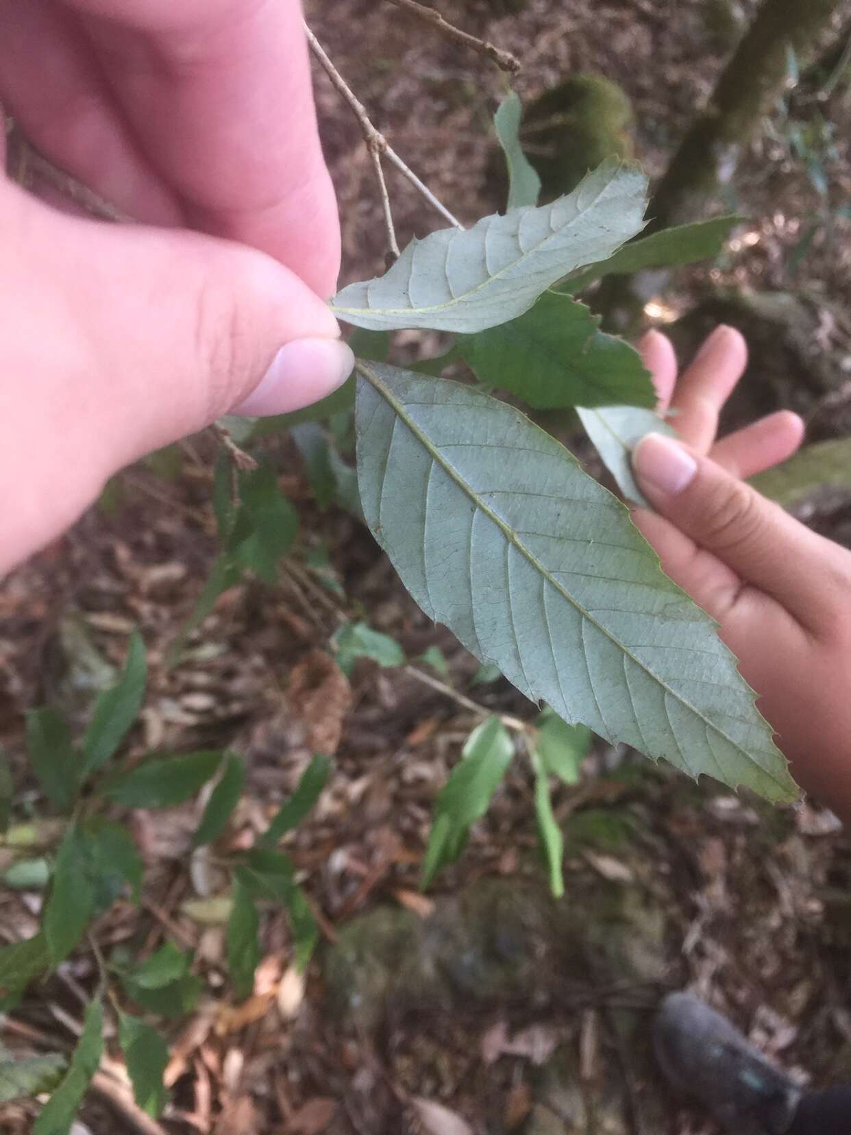 Imagem de Quercus stenophylloides Hayata