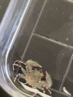 Image of banded porcelain crab