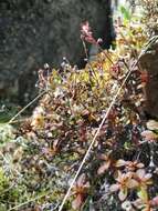 Слика од Rhododendron redowskianum Maxim.