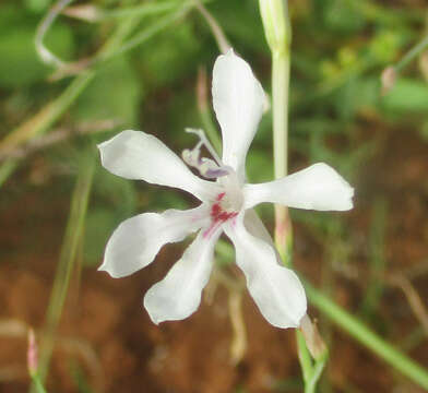 Image of Afrosolen bainesii