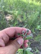 Plancia ëd Centaurea scabiosa subsp. integra Greuter