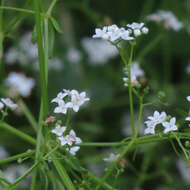 Image of Common Marsh-bedstraw