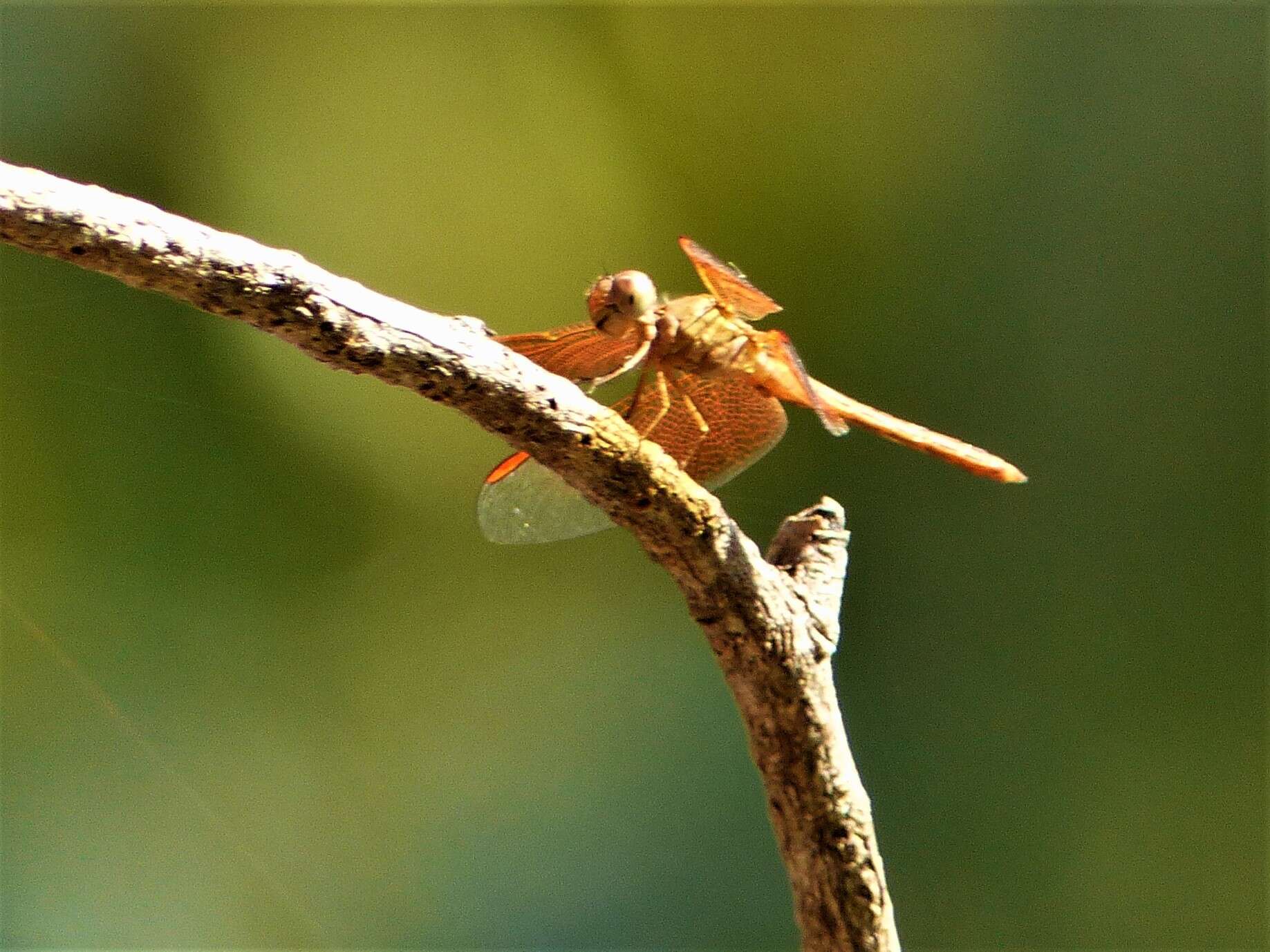 Neurothemis stigmatizans (Fabricius 1775) resmi