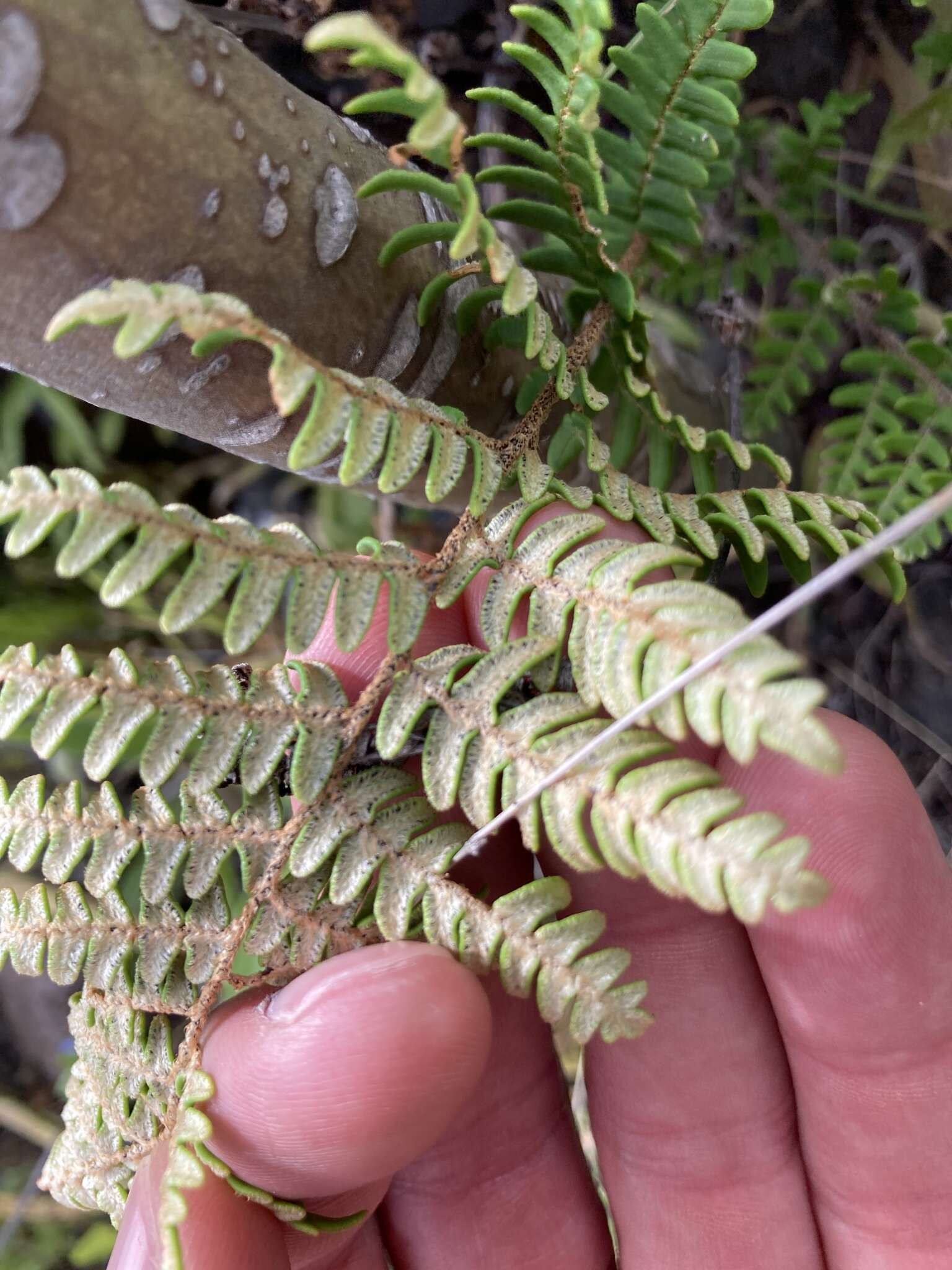 Image of Paragymnopteris marantae subsp. subcordata (Cav.)