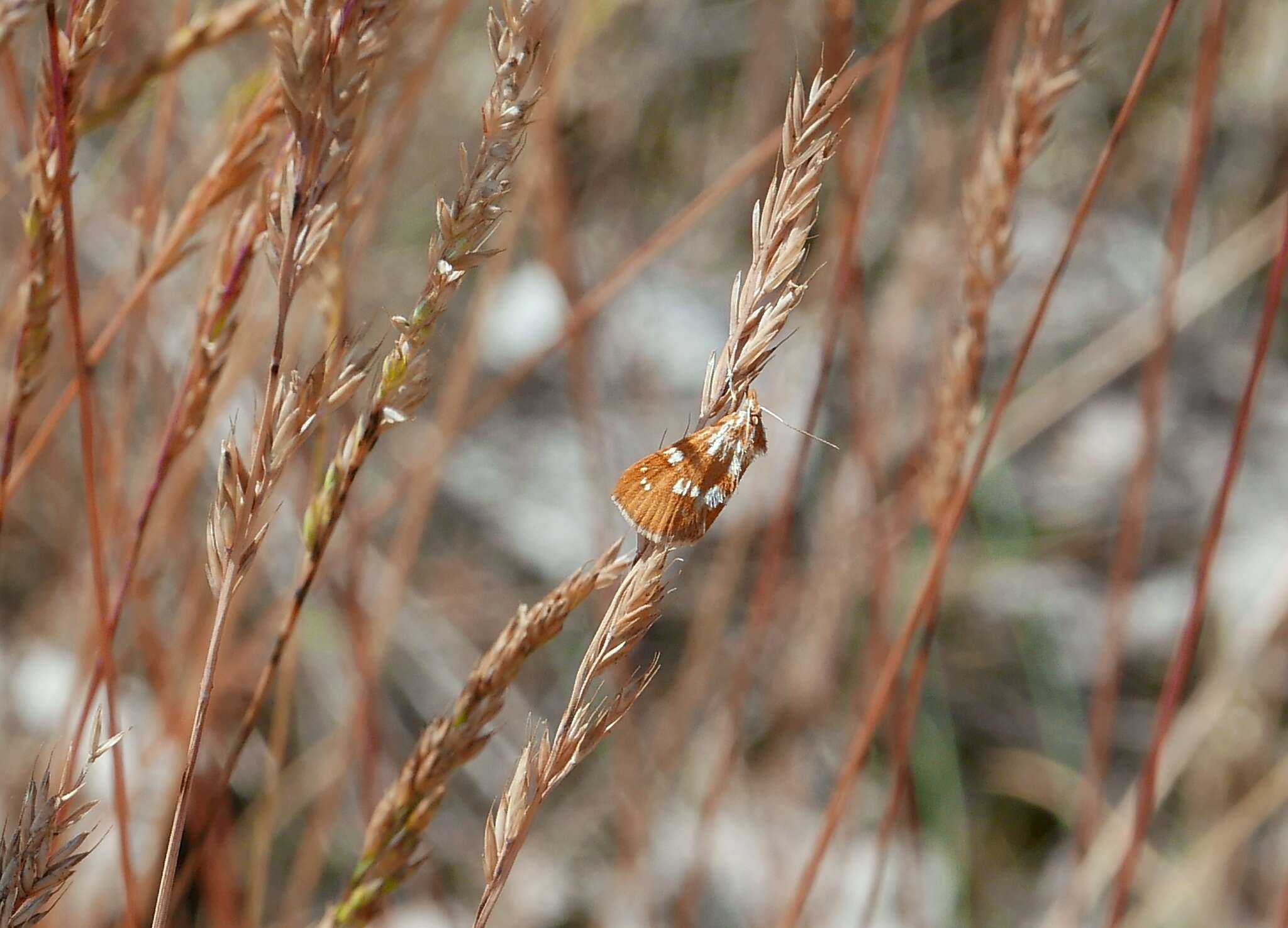 صورة Epascestria pustulalis Hübner