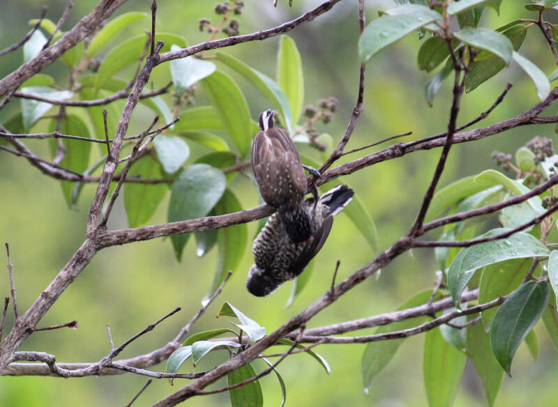 صورة Picumnus albosquamatus d'Orbigny 1840