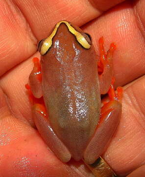 Image of Argus Reed Frog