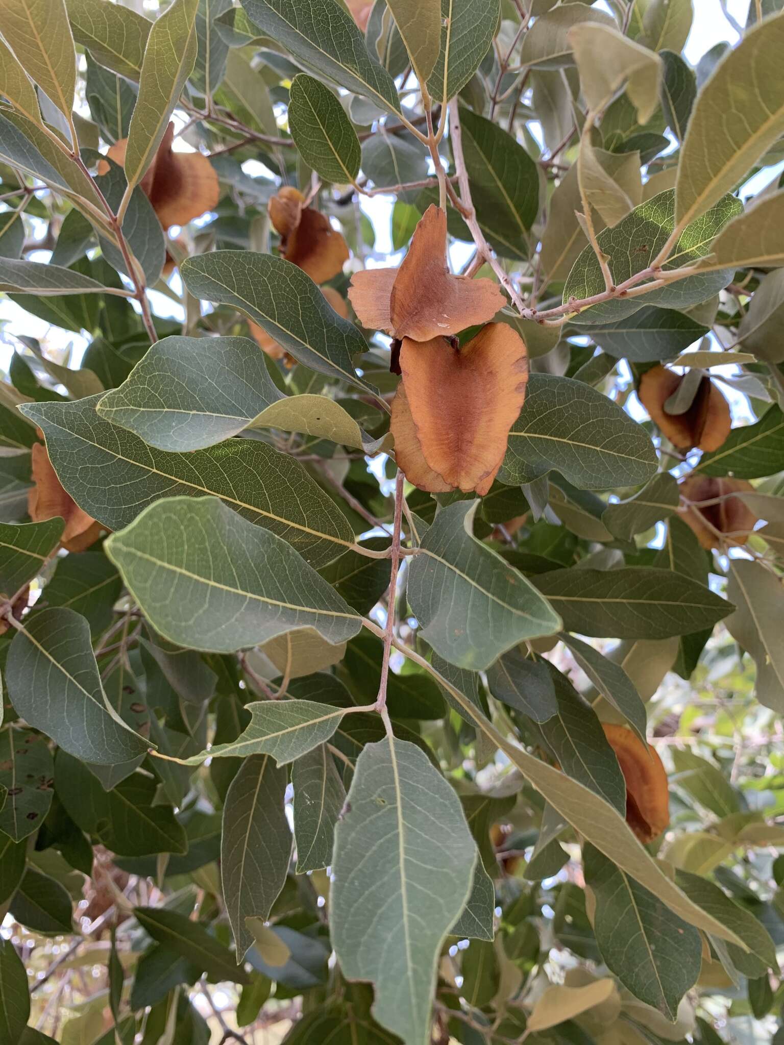 Combretum collinum subsp. taborense (Engl.) Okafor的圖片