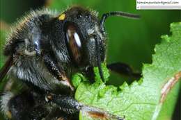 Imagem de Anthidium septemspinosum Lepeletier 1841