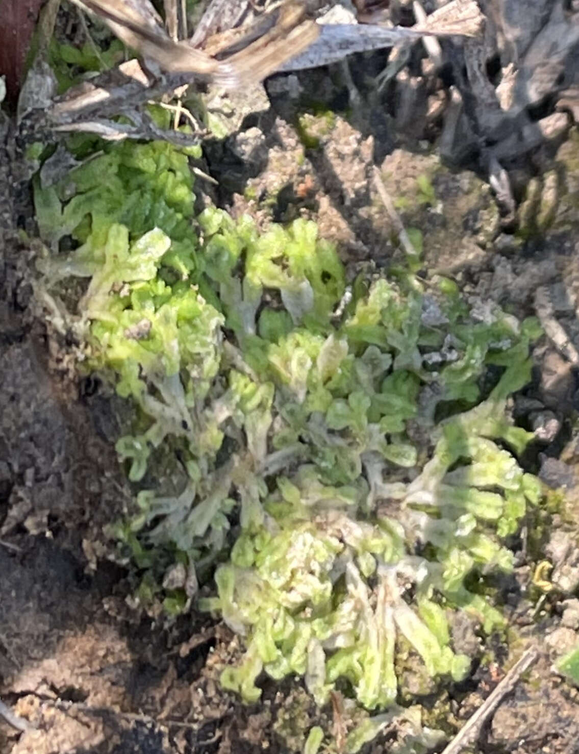 Image of Violet crystalwort