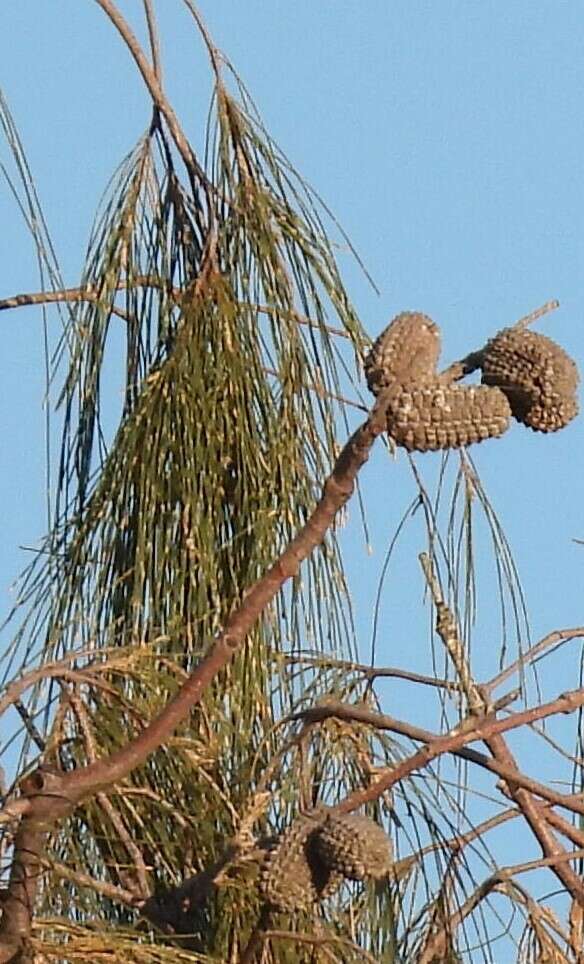 Image of Desert oak