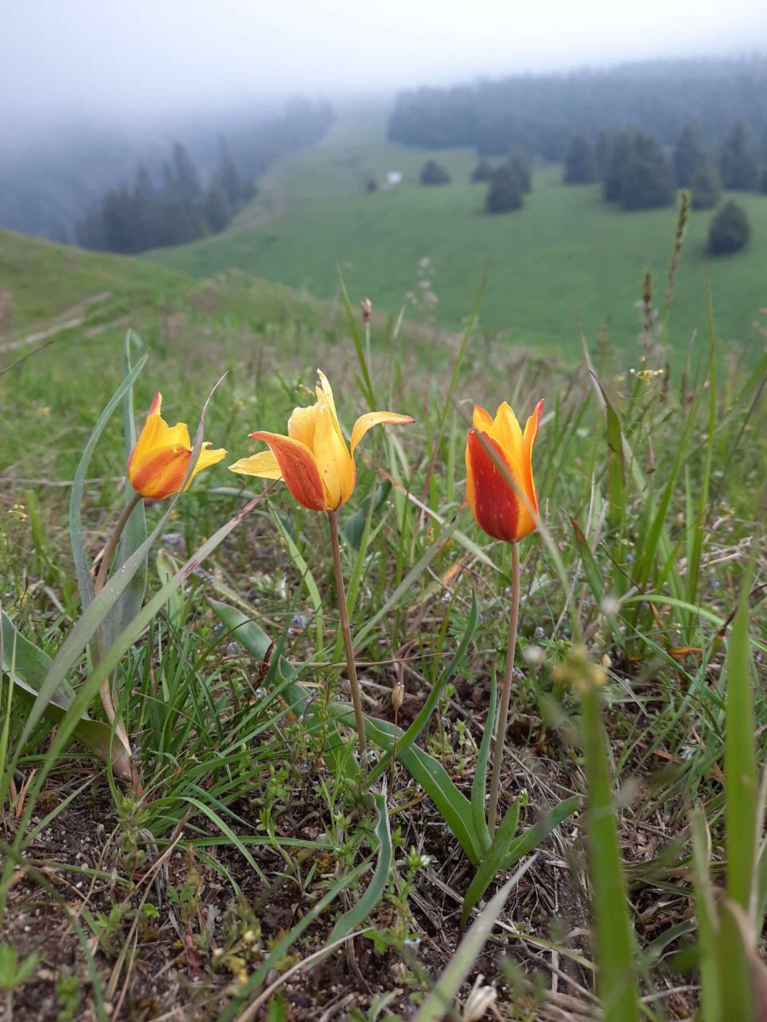 Image of Tulipa ostrowskiana Regel