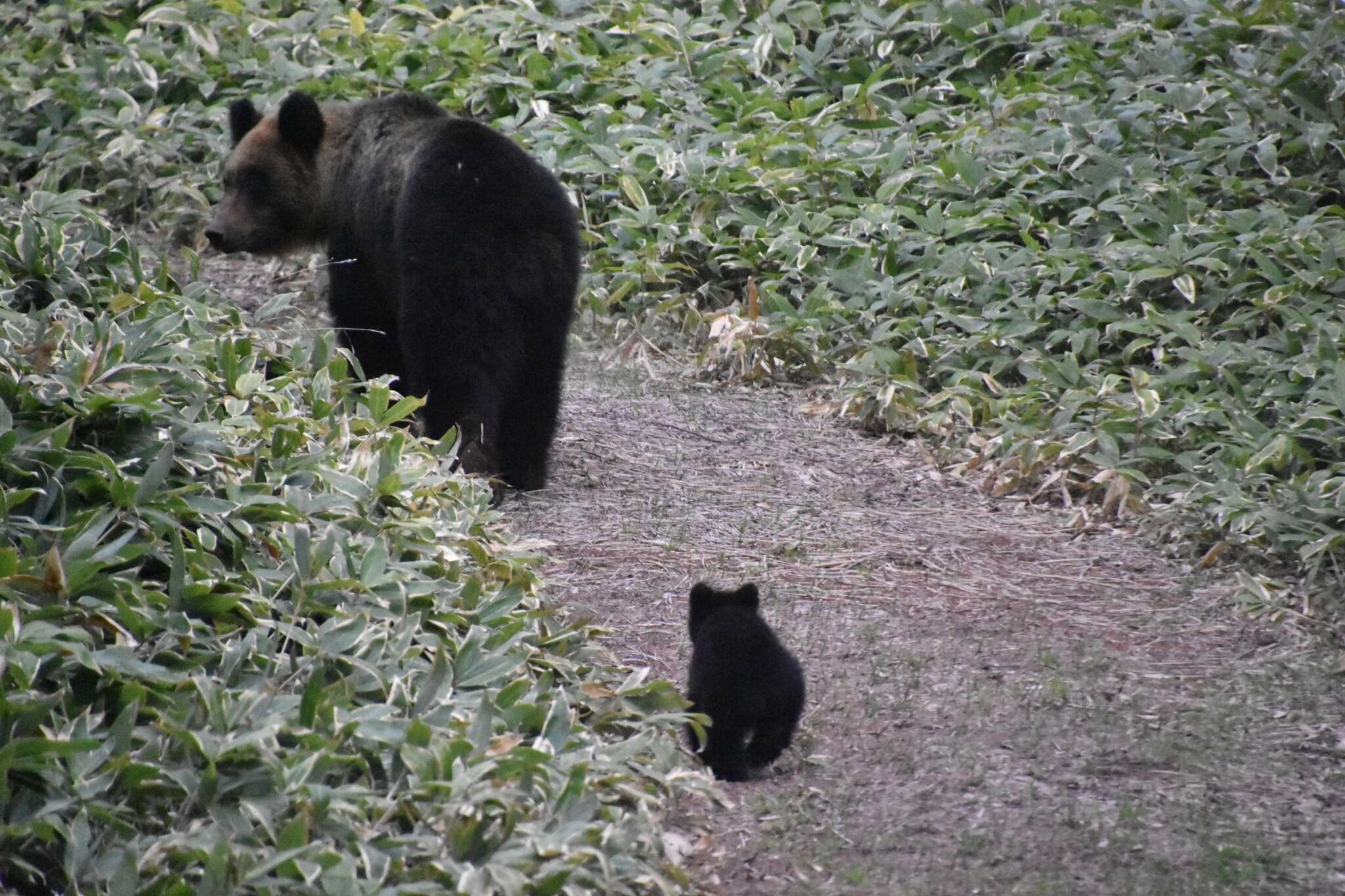 Image of Ussuri brown bear