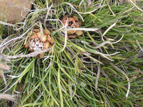 Image of Protea intonsa Rourke