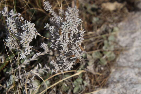 Слика од Lucilia acutifolia (Poir.) Cass.