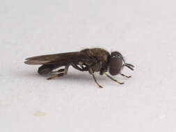 Image of Trichopsomyia apisaon Walker 1849