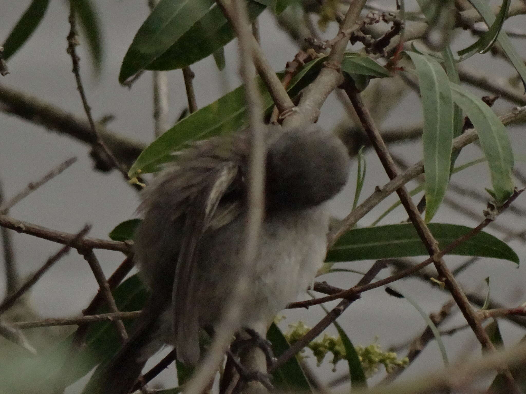 Image of Sooty Tyrannulet