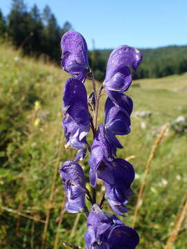 Слика од Aconitum napellus subsp. vulgare Rouy & Fouc.