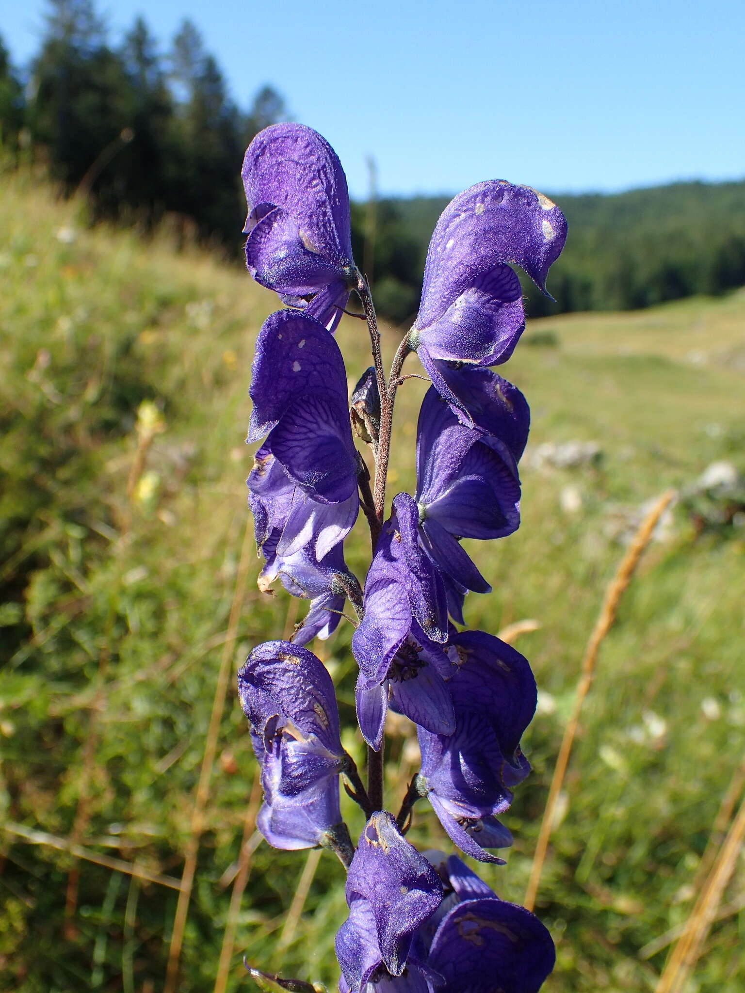 Image of Aconitum napellus subsp. vulgare Rouy & Fouc.