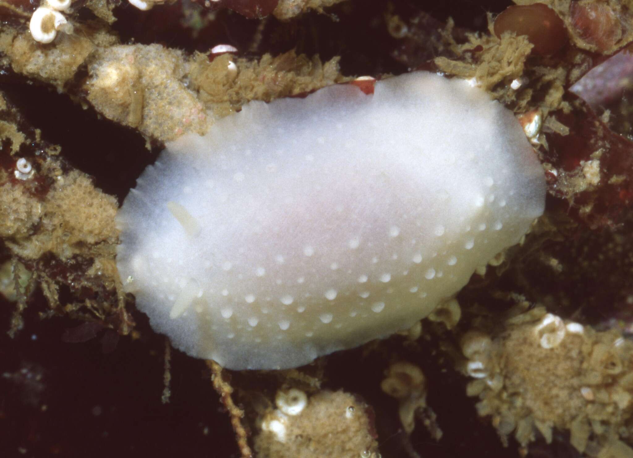 Image of Phyllidiopsis blanca Gosliner & Behrens 1988