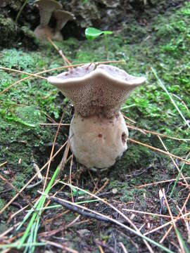 Image of Velvet tooth