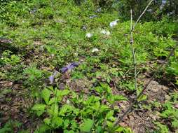 Image of Aquilegia parviflora Ledeb.