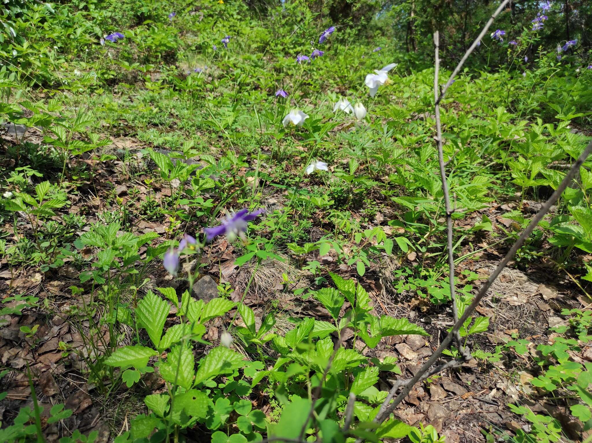 Image of Aquilegia parviflora Ledeb.