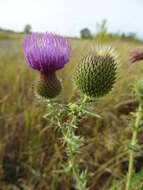 Image de Cirsium serrulatum (M. Bieb.) Fischer