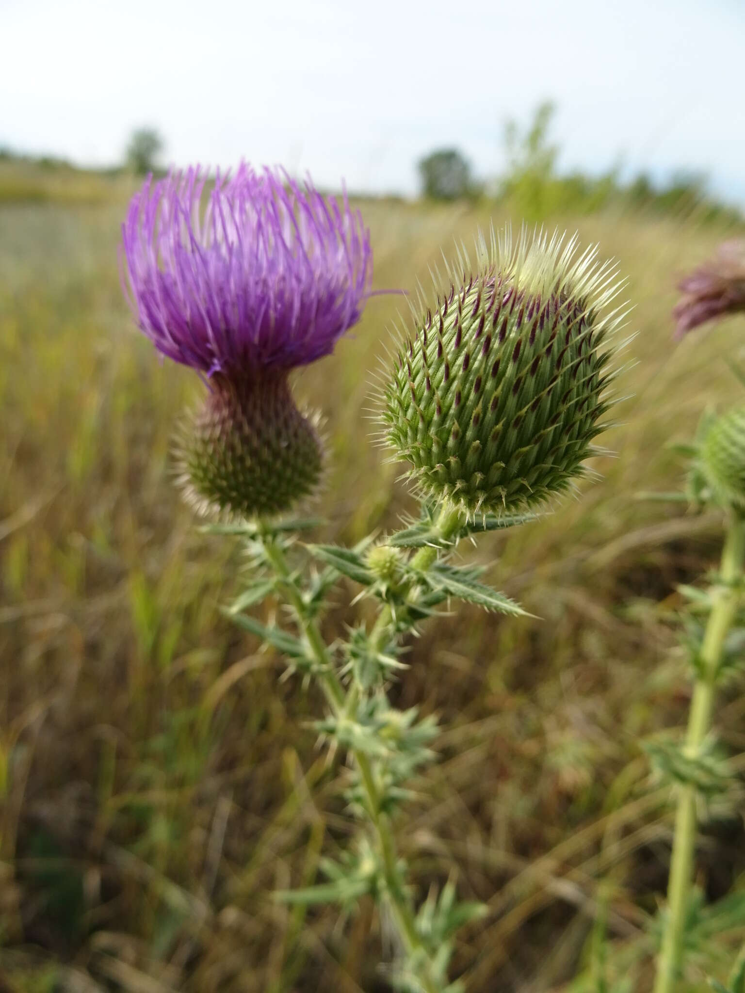 Cirsium serrulatum (M. Bieb.) Fischer的圖片