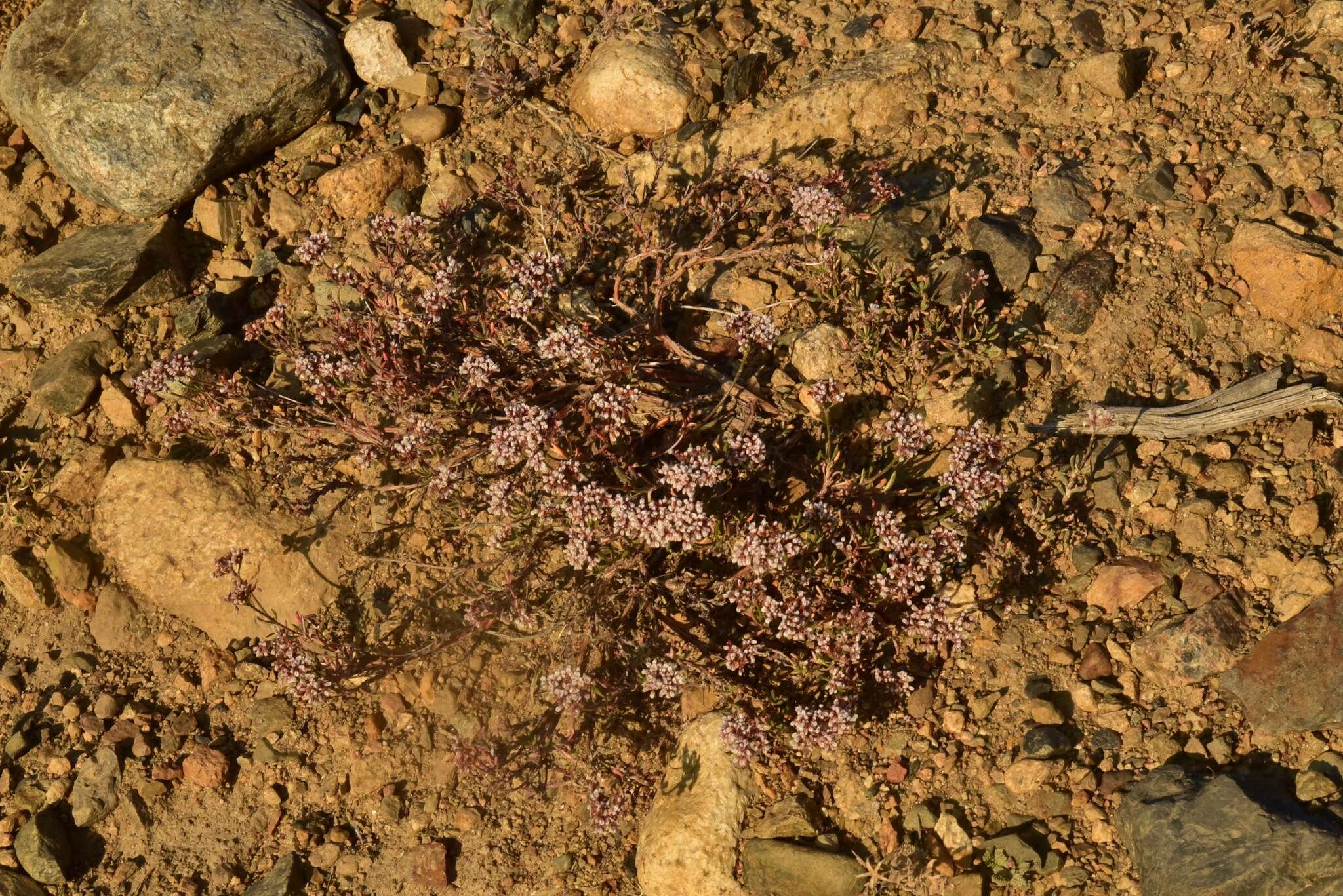 Image of Eriogonum microtheca var. alpinum Reveal