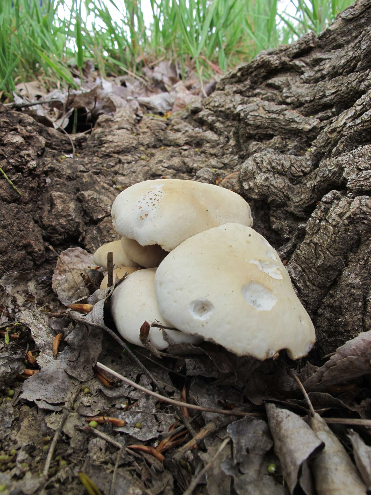 Image of Cyclocybe aegerita (V. Brig.) Vizzini 2014