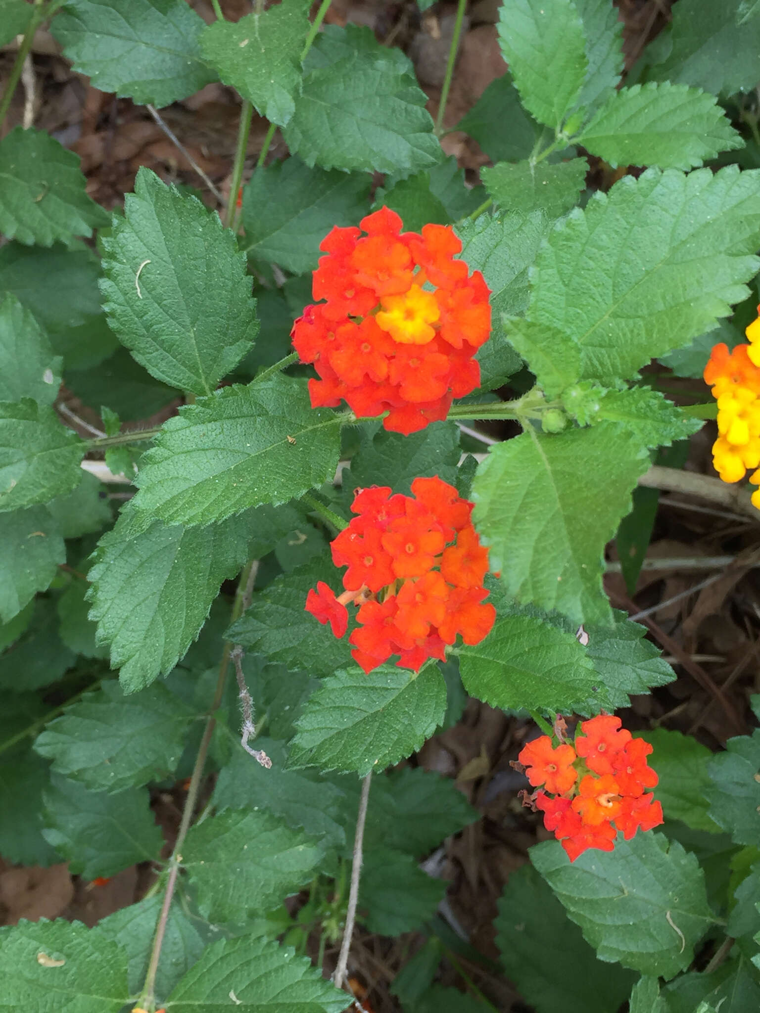 Image of West Indian Shrub-Verbena