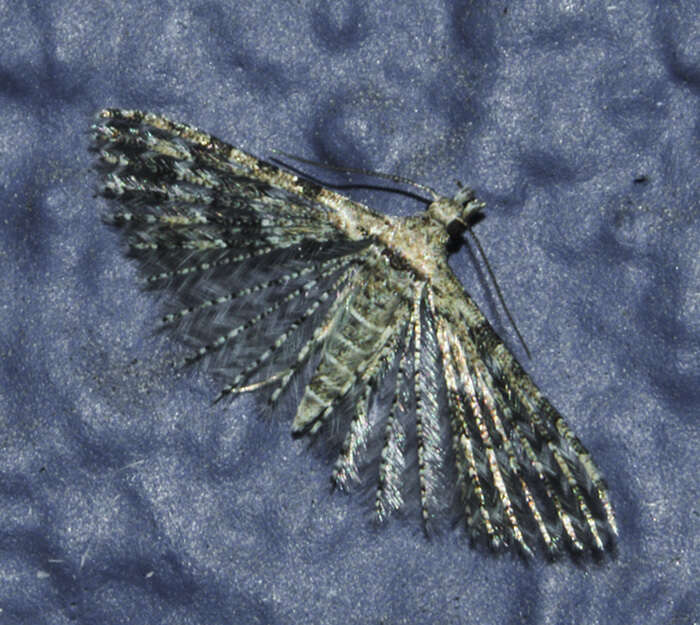 Image of Montana Six-plume Moth