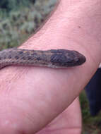 Image of Thamnophis elegans vagrans (Baird & Girard 1853)