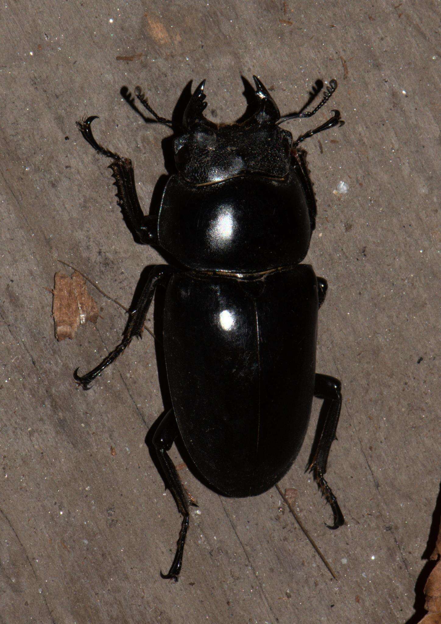 Image of Dorcus nepalensis (Hope 1831)