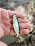 Image of Barred minnow