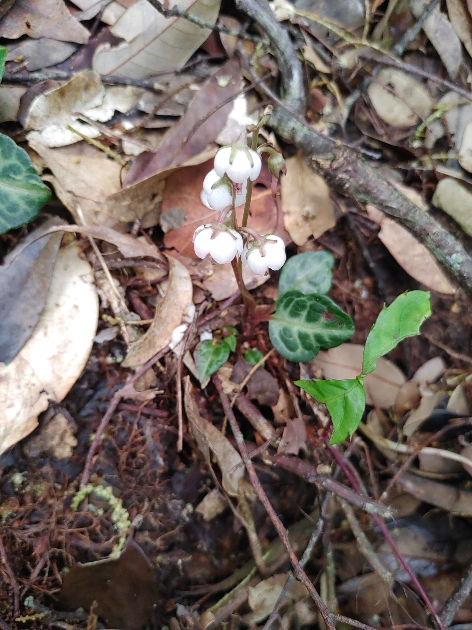 Image of Pyrola alboreticulata Hayata