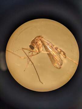 Imagem de Aedes infirmatus Dyar & Knab 1906