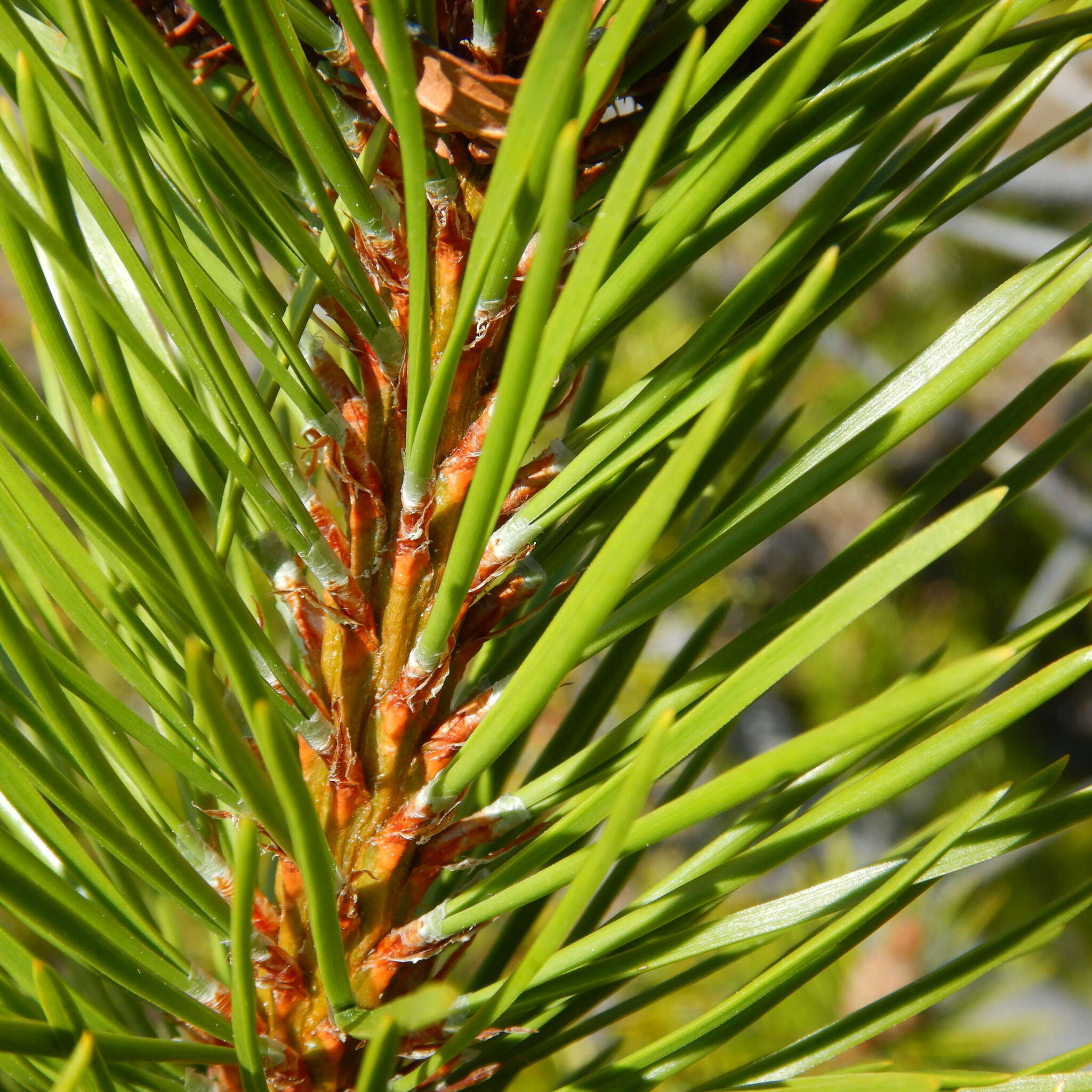 Image of Pinus contorta var. latifolia Engelm.