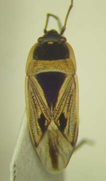 Rhyparochromus (Xanthochilus) quadratus (Fabricius & J. C. 1798) resmi