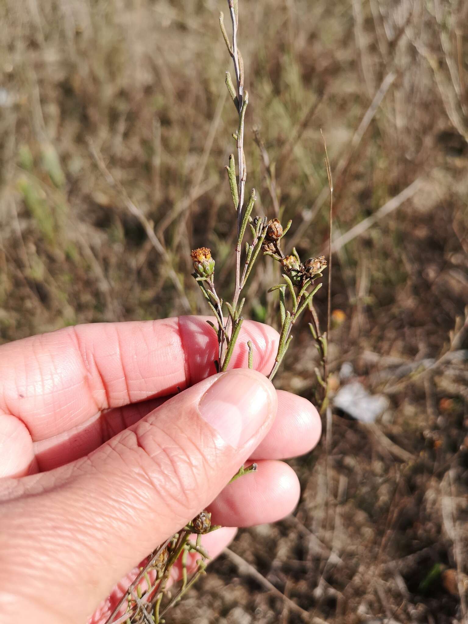 Imagem de Marasmodes defoliata S. Ortiz