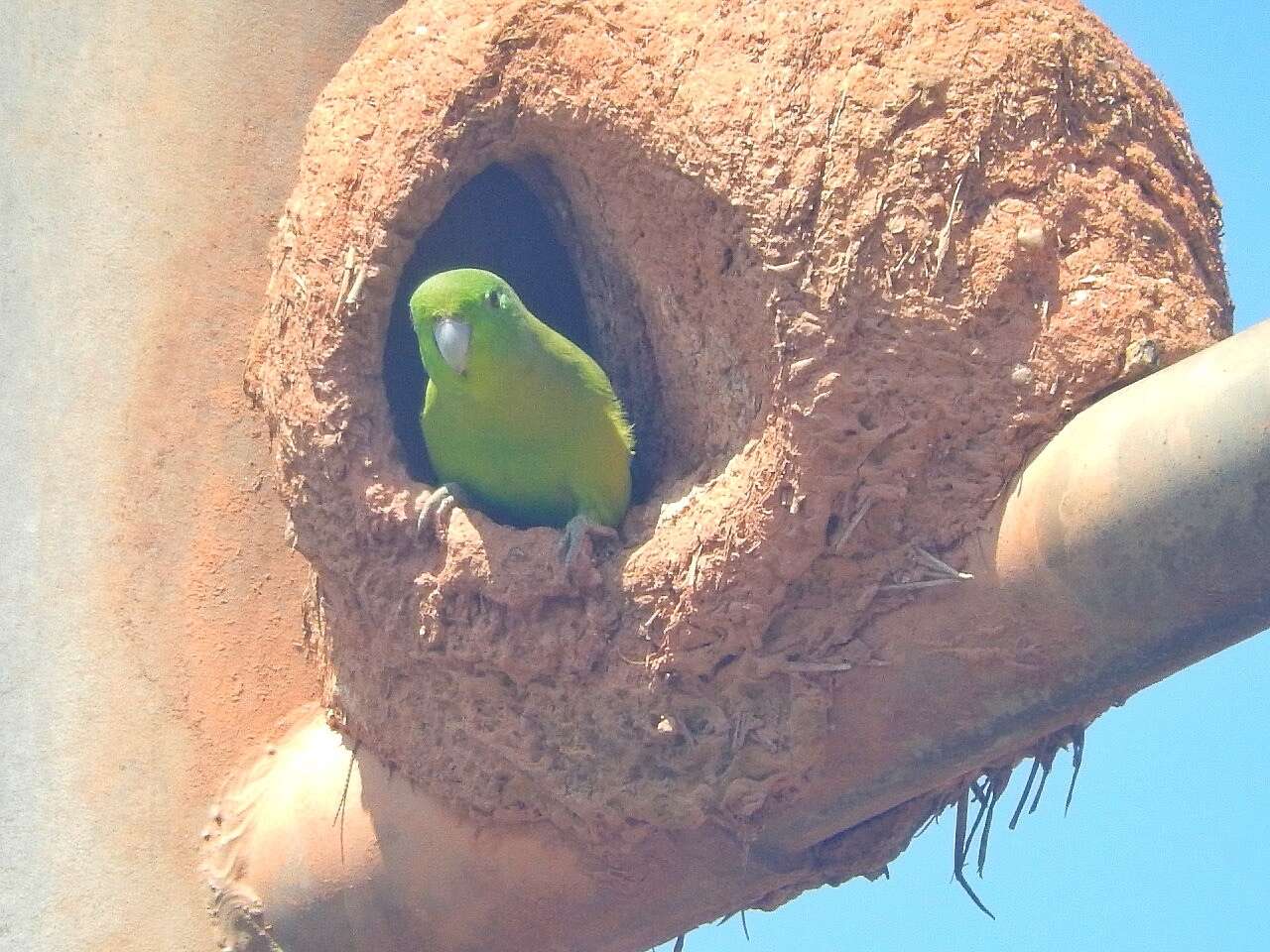 Image of Blue-winged Parrotlet