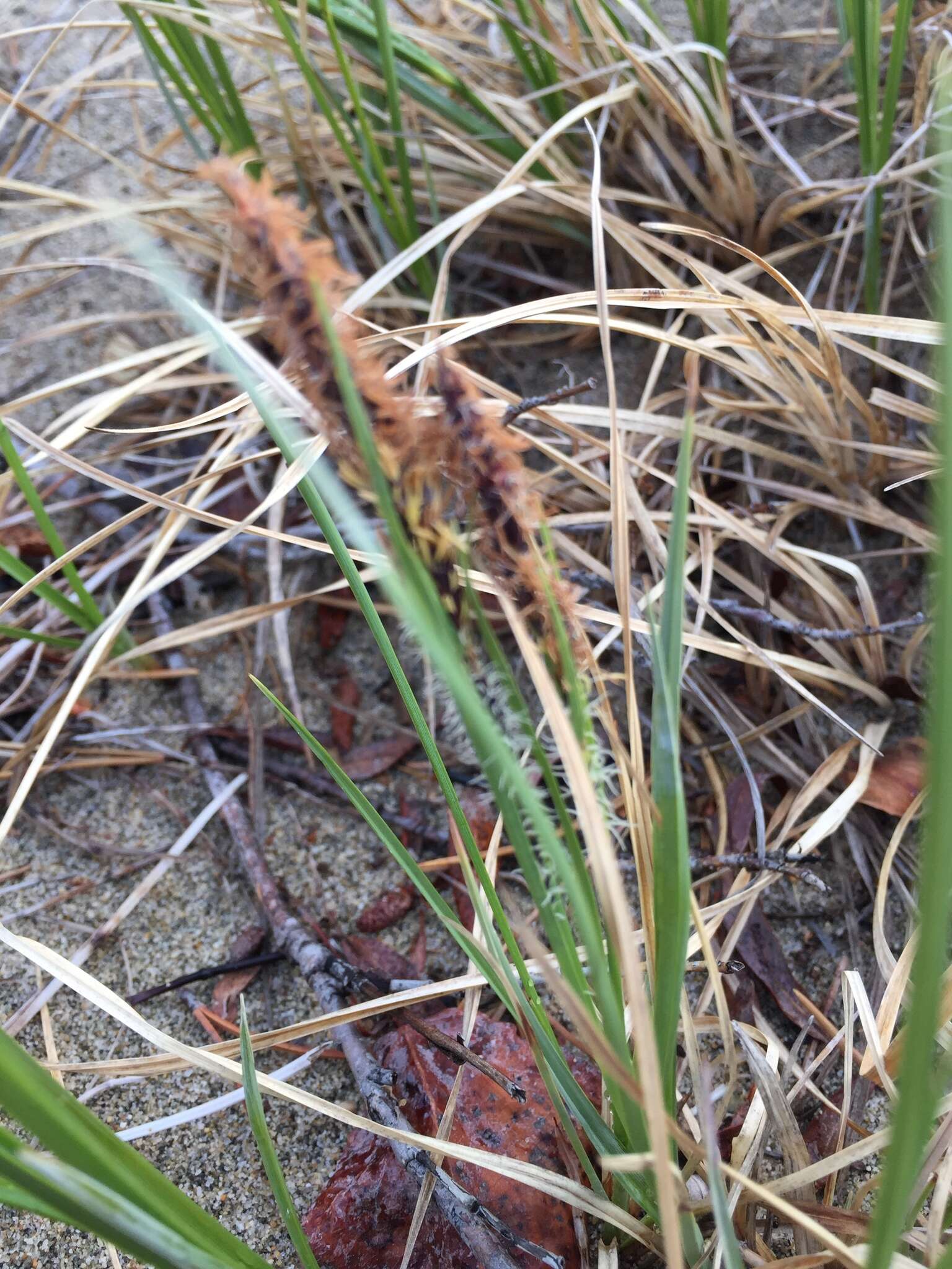 Image of water sedge