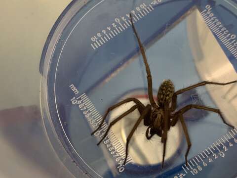 Image of Giant House Spider