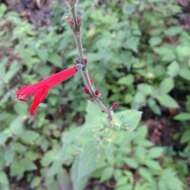 Image of pineapple sage