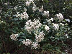 Image of Ageratina ligustrina (DC.) R. King & H. Rob.