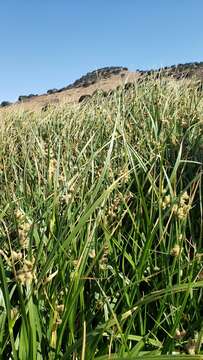 Image of cosmopolitan bulrush