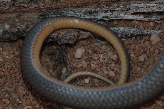 Image of Cross-marked Or Montane Grass Snake